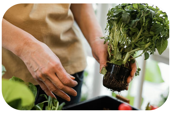 horta-em-casa-maisvigor