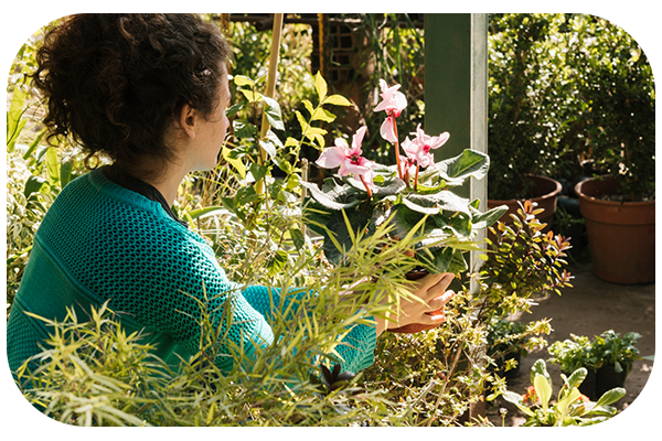 plantas-saudaveis-maisvigor